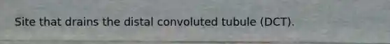 Site that drains the distal convoluted tubule (DCT).