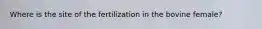 Where is the site of the fertilization in the bovine female?