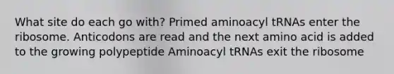 What site do each go with? Primed aminoacyl tRNAs enter the ribosome. Anticodons are read and the next amino acid is added to the growing polypeptide Aminoacyl tRNAs exit the ribosome