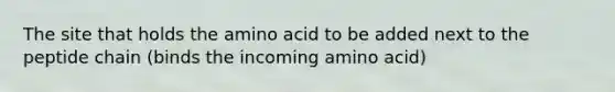 The site that holds the amino acid to be added next to the peptide chain (binds the incoming amino acid)