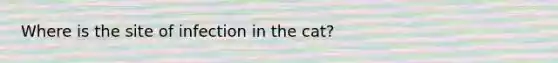 Where is the site of infection in the cat?