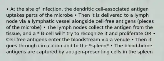 • At the site of infection, the dendritic cell-associated antigen uptakes parts of the microbe • Then it is delivered to a lymph node via a lymphatic vessel alongside cell-free antigens (pieces of the microbe) • The lymph nodes collect the antigen from the tissue, and a * B-cell will* try to recognize it and proliferate OR • Cell-free antigens enter the bloodstream via a venule • Then it goes through circulation and to the *spleen* • The blood-borne antigens are captured by antigen-presenting cells in the spleen