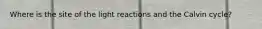 Where is the site of the light reactions and the Calvin cycle?