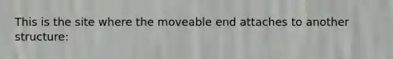 This is the site where the moveable end attaches to another structure: