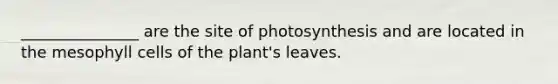 _______________ are the site of photosynthesis and are located in the mesophyll cells of the plant's leaves.