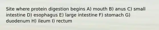 Site where protein digestion begins A) mouth B) anus C) small intestine D) esophagus E) large intestine F) stomach G) duodenum H) ileum I) rectum