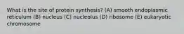 What is the site of protein synthesis? (A) smooth endoplasmic reticulum (B) nucleus (C) nucleolus (D) ribosome (E) eukaryotic chromosome