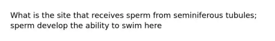 What is the site that receives sperm from seminiferous tubules; sperm develop the ability to swim here