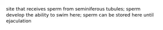 site that receives sperm from seminiferous tubules; sperm develop the ability to swim here; sperm can be stored here until ejaculation