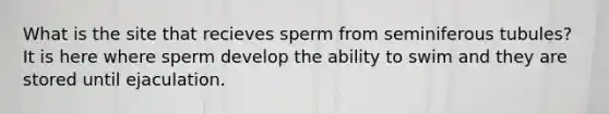 What is the site that recieves sperm from seminiferous tubules? It is here where sperm develop the ability to swim and they are stored until ejaculation.