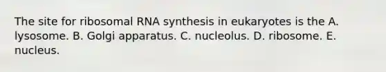 The site for ribosomal RNA synthesis in eukaryotes is the A. lysosome. B. Golgi apparatus. C. nucleolus. D. ribosome. E. nucleus.