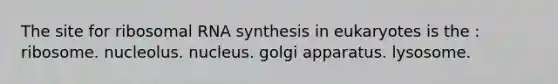 The site for ribosomal RNA synthesis in eukaryotes is the : ribosome. nucleolus. nucleus. golgi apparatus. lysosome.