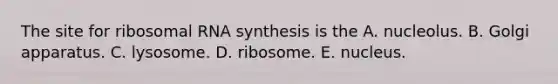 The site for ribosomal RNA synthesis is the A. nucleolus. B. Golgi apparatus. C. lysosome. D. ribosome. E. nucleus.