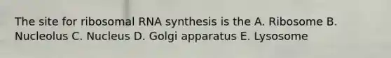 The site for <a href='https://www.questionai.com/knowledge/k4lWAiAI7W-ribosomal-rna' class='anchor-knowledge'>ribosomal rna</a> synthesis is the A. Ribosome B. Nucleolus C. Nucleus D. Golgi apparatus E. Lysosome