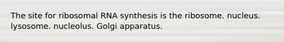 The site for ribosomal RNA synthesis is the ribosome. nucleus. lysosome. nucleolus. Golgi apparatus.