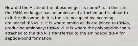 How did the A site of the ribosome get its name? a. In this site the tRNA no longer has an amino acid attached and is about to exit the ribosome. b. It is the site occupied by incoming aminoacyl tRNAs. c. It is where amino acids are joined to tRNAs, producing aminoacyl tRNAs. d. It is where the polypeptide chain attached to the tRNA is transferred to the aminoacyl tRNA for peptide-bond formation.