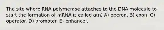 The site where RNA polymerase attaches to the DNA molecule to start the formation of mRNA is called a(n) A) operon. B) exon. C) operator. D) promoter. E) enhancer.