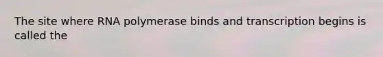 The site where RNA polymerase binds and transcription begins is called the