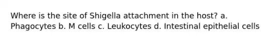 Where is the site of Shigella attachment in the host? a. Phagocytes b. M cells c. Leukocytes d. Intestinal epithelial cells