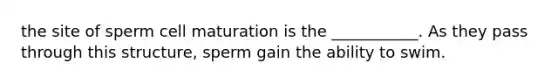 the site of sperm cell maturation is the ___________. As they pass through this structure, sperm gain the ability to swim.