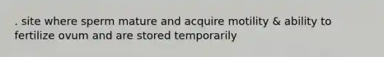 . site where sperm mature and acquire motility & ability to fertilize ovum and are stored temporarily