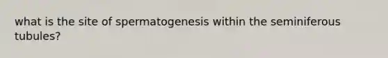 what is the site of spermatogenesis within the seminiferous tubules?