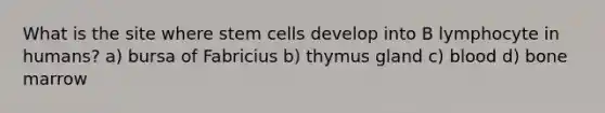 What is the site where stem cells develop into B lymphocyte in humans? a) bursa of Fabricius b) thymus gland c) blood d) bone marrow