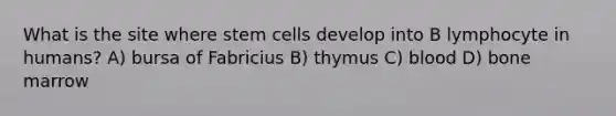 What is the site where stem cells develop into B lymphocyte in humans? A) bursa of Fabricius B) thymus C) blood D) bone marrow