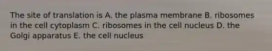 The site of translation is A. the plasma membrane B. ribosomes in the cell cytoplasm C. ribosomes in the cell nucleus D. the Golgi apparatus E. the cell nucleus