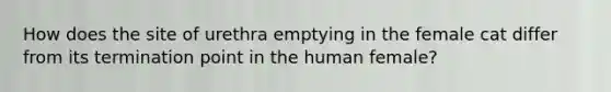 How does the site of urethra emptying in the female cat differ from its termination point in the human female?