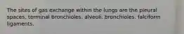 The sites of gas exchange within the lungs are the pleural spaces. terminal bronchioles. alveoli. bronchioles. falciform ligaments.