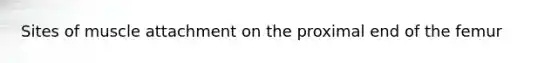 Sites of muscle attachment on the proximal end of the femur