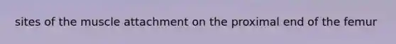 sites of the muscle attachment on the proximal end of the femur
