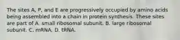 The sites A, P, and E are progressively occupied by amino acids being assembled into a chain in protein synthesis. These sites are part of A. small ribosomal subunit. B. large ribosomal subunit. C. mRNA. D. tRNA.