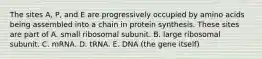 The sites A, P, and E are progressively occupied by amino acids being assembled into a chain in protein synthesis. These sites are part of A. small ribosomal subunit. B. large ribosomal subunit. C. mRNA. D. tRNA. E. DNA (the gene itself)