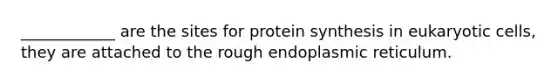 ____________ are the sites for <a href='https://www.questionai.com/knowledge/kVyphSdCnD-protein-synthesis' class='anchor-knowledge'>protein synthesis</a> in <a href='https://www.questionai.com/knowledge/kb526cpm6R-eukaryotic-cells' class='anchor-knowledge'>eukaryotic cells</a>, they are attached to the rough endoplasmic reticulum.