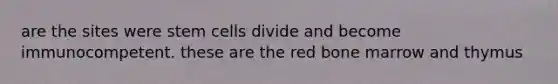 are the sites were stem cells divide and become immunocompetent. these are the red bone marrow and thymus