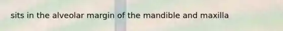 sits in the alveolar margin of the mandible and maxilla