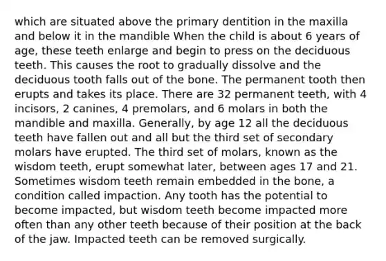 which are situated above the primary dentition in the maxilla and below it in the mandible When the child is about 6 years of age, these teeth enlarge and begin to press on the deciduous teeth. This causes the root to gradually dissolve and the deciduous tooth falls out of the bone. The permanent tooth then erupts and takes its place. There are 32 permanent teeth, with 4 incisors, 2 canines, 4 premolars, and 6 molars in both the mandible and maxilla. Generally, by age 12 all the deciduous teeth have fallen out and all but the third set of secondary molars have erupted. The third set of molars, known as the wisdom teeth, erupt somewhat later, between ages 17 and 21. Sometimes wisdom teeth remain embedded in the bone, a condition called impaction. Any tooth has the potential to become impacted, but wisdom teeth become impacted more often than any other teeth because of their position at the back of the jaw. Impacted teeth can be removed surgically.