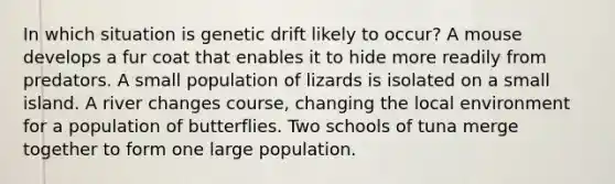 In which situation is genetic drift likely to occur? A mouse develops a fur coat that enables it to hide more readily from predators. A small population of lizards is isolated on a small island. A river changes course, changing the local environment for a population of butterflies. Two schools of tuna merge together to form one large population.