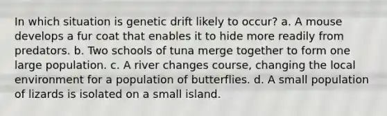 In which situation is genetic drift likely to occur? a. A mouse develops a fur coat that enables it to hide more readily from predators. b. Two schools of tuna merge together to form one large population. c. A river changes course, changing the local environment for a population of butterflies. d. A small population of lizards is isolated on a small island.