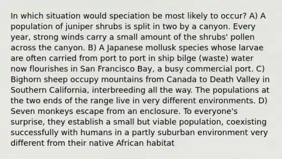 In which situation would speciation be most likely to occur? A) A population of juniper shrubs is split in two by a canyon. Every year, strong winds carry a small amount of the shrubs' pollen across the canyon. B) A Japanese mollusk species whose larvae are often carried from port to port in ship bilge (waste) water now flourishes in San Francisco Bay, a busy commercial port. C) Bighorn sheep occupy mountains from Canada to Death Valley in Southern California, interbreeding all the way. The populations at the two ends of the range live in very different environments. D) Seven monkeys escape from an enclosure. To everyone's surprise, they establish a small but viable population, coexisting successfully with humans in a partly suburban environment very different from their native African habitat