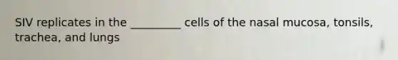 SIV replicates in the _________ cells of the nasal mucosa, tonsils, trachea, and lungs