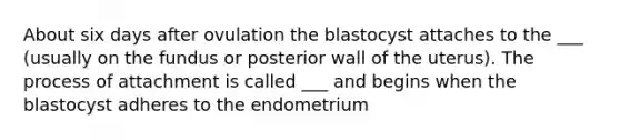 About six days after ovulation the blastocyst attaches to the ___ (usually on the fundus or posterior wall of the uterus). The process of attachment is called ___ and begins when the blastocyst adheres to the endometrium