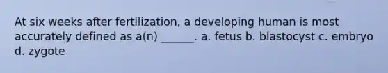 At six weeks after fertilization, a developing human is most accurately defined as a(n) ______. a. fetus b. blastocyst c. embryo d. zygote