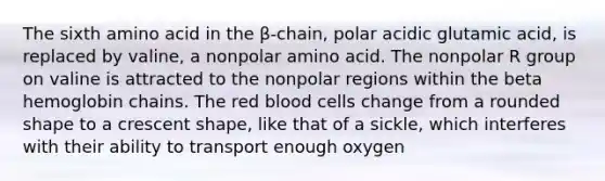 The sixth amino acid in the β-chain, polar acidic glutamic acid, is replaced by valine, a nonpolar amino acid. The nonpolar R group on valine is attracted to the nonpolar regions within the beta hemoglobin chains. The red blood cells change from a rounded shape to a crescent shape, like that of a sickle, which interferes with their ability to transport enough oxygen