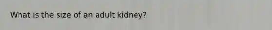 What is the size of an adult kidney?