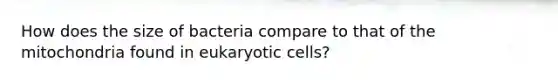 How does the size of bacteria compare to that of the mitochondria found in eukaryotic cells?