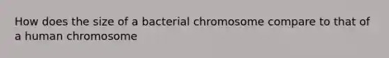 How does the size of a bacterial chromosome compare to that of a human chromosome