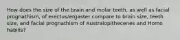 How does the size of the brain and molar teeth, as well as facial prognathism, of erectus/ergaster compare to brain size, teeth size, and facial prognathism of Australopithecenes and Homo habilis?
